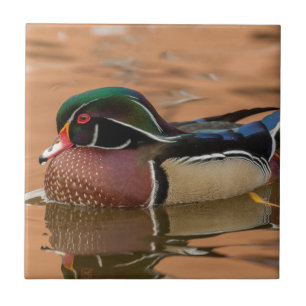 Carreau Canard branchu nageant dans l'eau