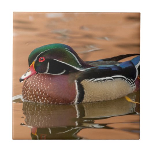 Carreau Canard branchu nageant dans l'eau (Devant)