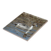 Carreau Canard colvert B5 Pintail Drake (Côté)