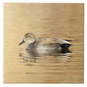 Carreau Canard colvert mâle