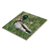 Carreau Canard de B55 Mallard Drake Greenhead dans l'herbe (Côté)