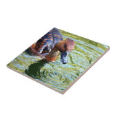 Carreau Canard de natation (Côté)