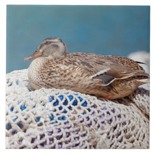 Carreau Canard de repos