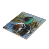Carreau Canard souchet mâle B25 (Côté)