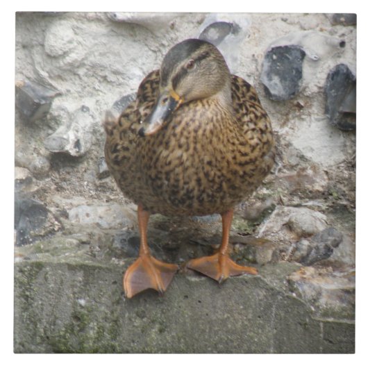 Carreau Canard sur une dalle murale (Devant)