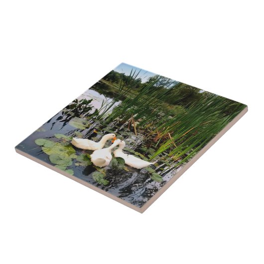 Carreau Canards blancs mignons, caleçons, cattails, rive d (Côté)