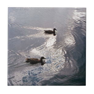Carreau Canards calmes avant la tempête