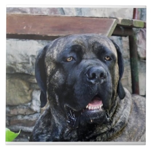 Carreau cane corso gris bringé (Devant)