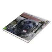 Carreau cane corso gris bringé (Côté)