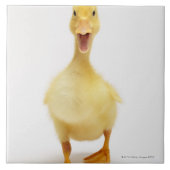 Carreau Caneton (Devant)