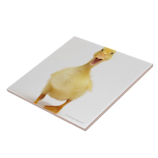 Carreau Caneton (Côté)