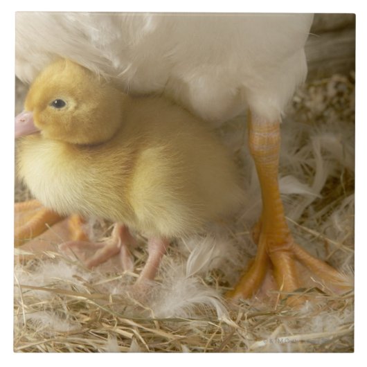 Carreau Caneton entre les jambes de la mère (Devant)