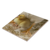 Carreau Caneton entre les jambes de la mère (Côté)