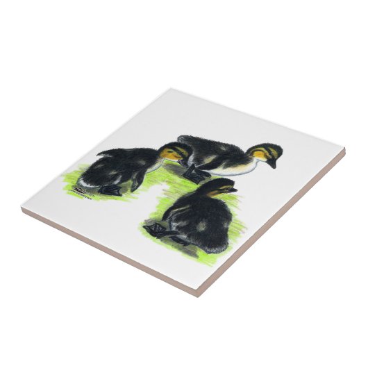 Carreau Canetons de Mallard (Côté)