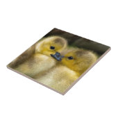 Carreau Canetons pelucheux jaunes mignons, canards de bébé (Côté)