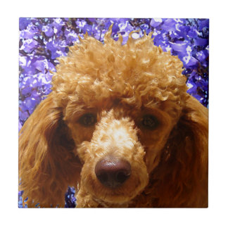 Carreau Caniche mignon