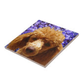 Carreau Caniche mignon (Côté)