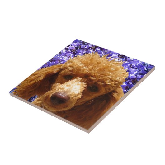 Carreau Caniche mignon (Côté)