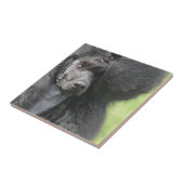 Carreau Caniche noir mignon (Côté)