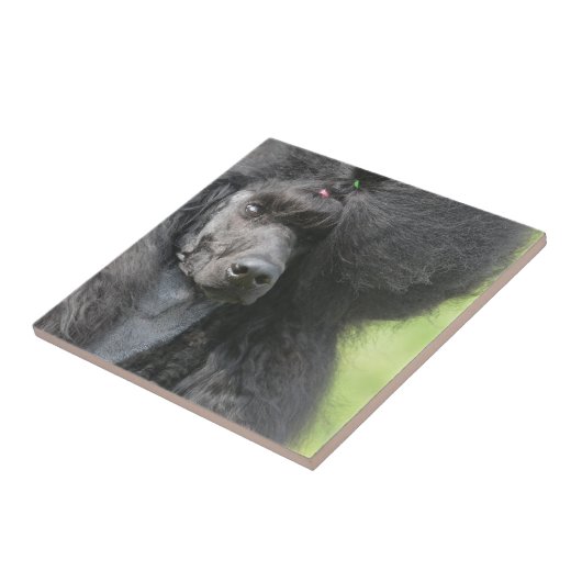 Carreau Caniche noir mignon (Côté)