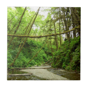 Carreau Canyon Fern I au Parc national de Redwood