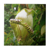 Carreau Capanea Grandiflora (Devant)