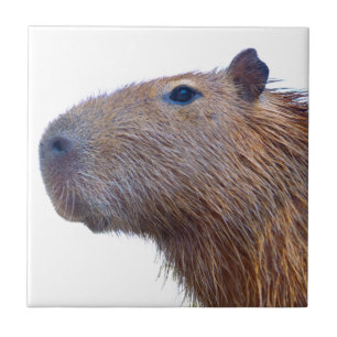Carreau Capybara