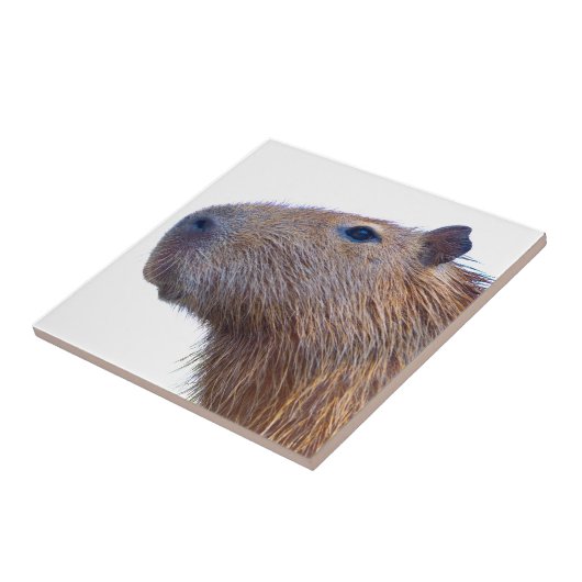 Carreau Capybara (Côté)
