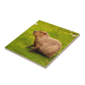 Carreau Capybara (Côté)