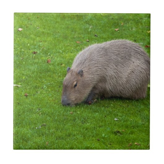 Carreau Capybara Animal Incroyable (Devant)