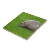 Carreau Capybara Animal Incroyable (Côté)