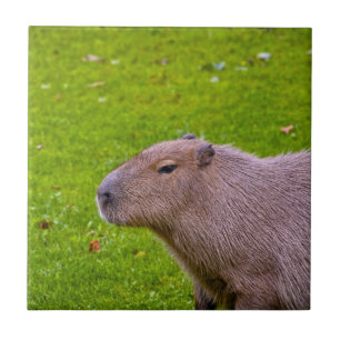 Carreau Capybara Animal Incroyable