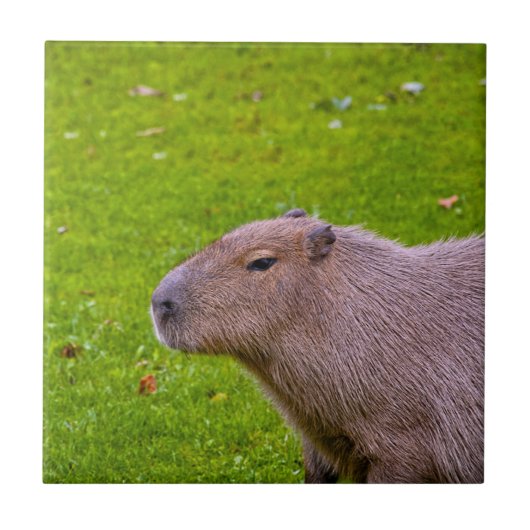 Carreau Capybara Animal Incroyable (Devant)