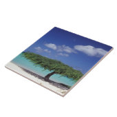 Carreau Caraïbes, Aruba. Plage Eagle (Côté)