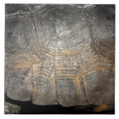 Carreau Carapace de Tortue Gopher (Devant)