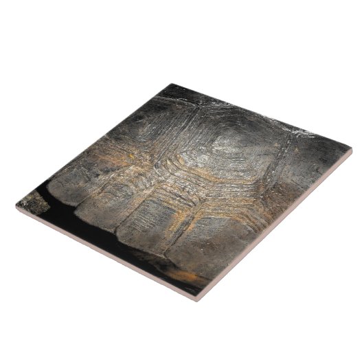 Carreau Carapace de Tortue Gopher (Côté)