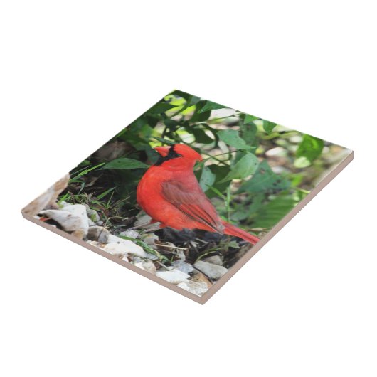 Carreau Cardinal (Côté)