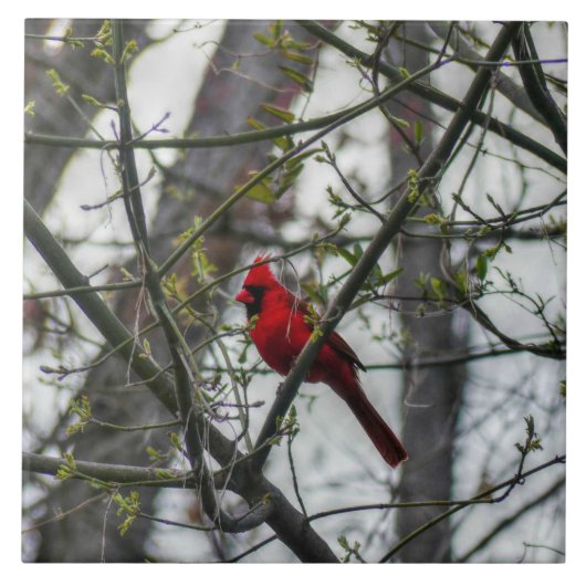 Carreau Cardinal (Devant)