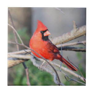 Carreau Cardinal Cheery Cardinal