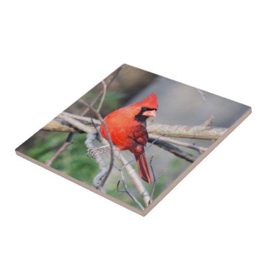 Carreau Cardinal Cheery Cardinal (Côté)