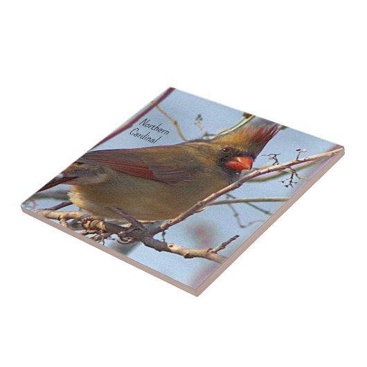 Carreau Cardinal du Nord Cardinal (Côté)