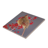 Carreau Cardinal du Nord chez l'aubépine (Côté)