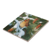 Carreau Cardinal du Nord dans l'arbre, Illinois (Côté)