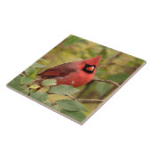 Carreau Cardinal du Nord en arbre au début de l'automne (Côté)