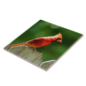 Carreau Cardinal du Nord en été Photographie de la nature (Côté)