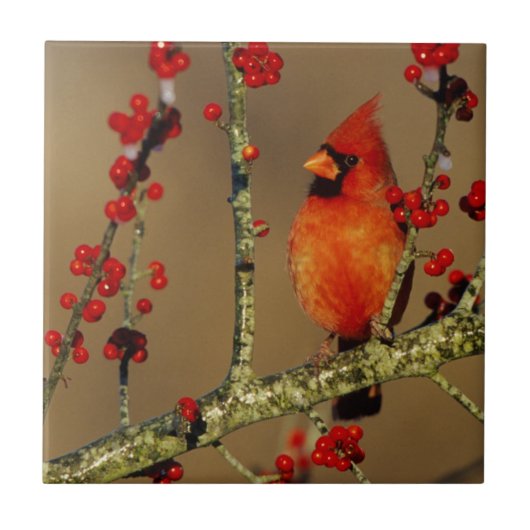 Carreau Cardinal du Nord perché, IL (Devant)