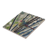 Carreau Cardinal féminin (Côté)