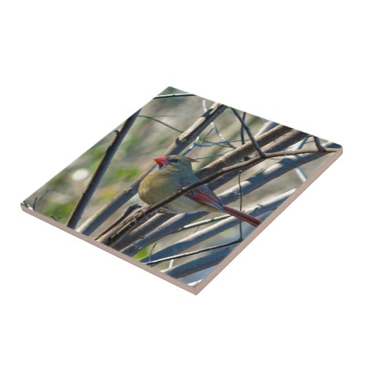 Carreau Cardinal féminin (Côté)