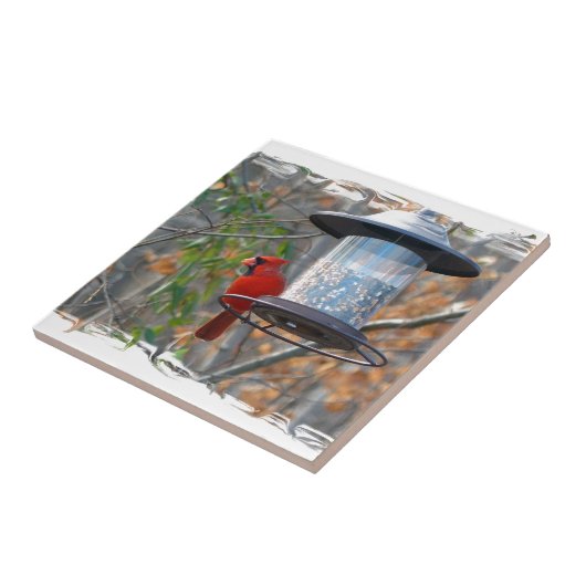 Carreau Cardinal masculin (Côté)