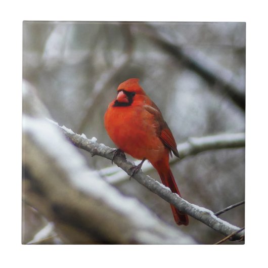 Carreau Cardinal masculin (Devant)